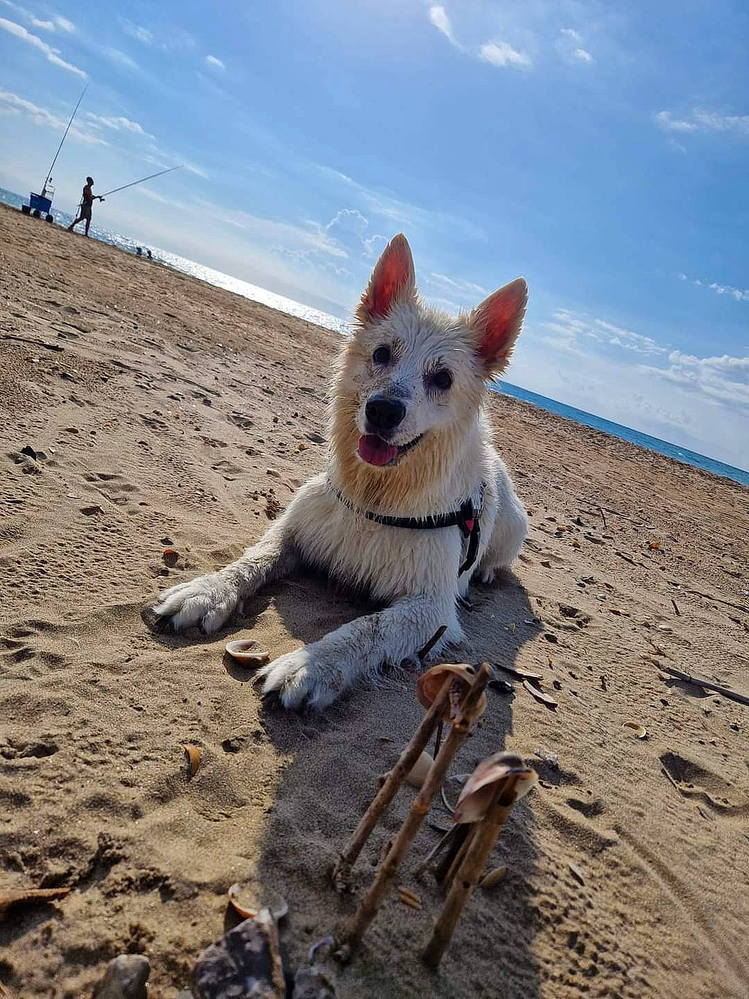 Ina a rejoint le concours — aidez-le/la à gagner de superbes lots ! beach, body_of_water, canidae, carnivore, cloud, companion_dog, dog, dog_breed, ecoregion, fawn, horizon, landscape, natural_environment, ocean, sand, sky, sporting_group, tail, water, wood