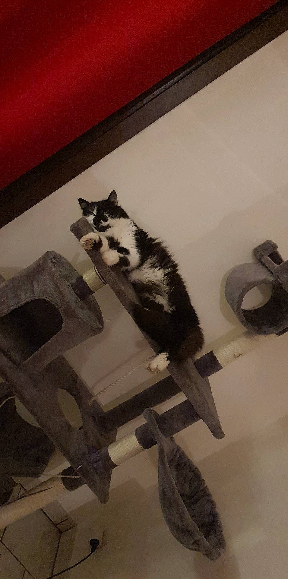 Bandy participe au concours pour gagner de l'argent avec cette photo : carnivore, cat, chair, domestic_short_haired_cat, felidae, floor, flooring, fur, grey, monochrome, monochrome_photography, room, shelf, small_to_medium_sized_cats, stairs, tail, vertebrate, whiskers, window, wood