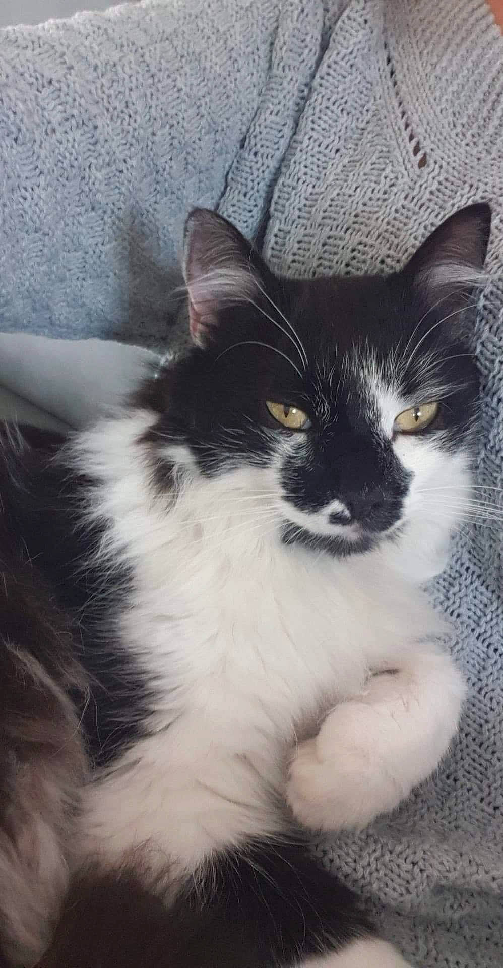 Bandy participe au concours pour gagner de l'argent avec cette photo : art, carnivore, cat, claw, domestic_short_haired_cat, eye, felidae, fur, iris, monochrome, monochrome_photography, paw, sitting, small_to_medium_sized_cats, snout, tail, terrestrial_animal, whiskers