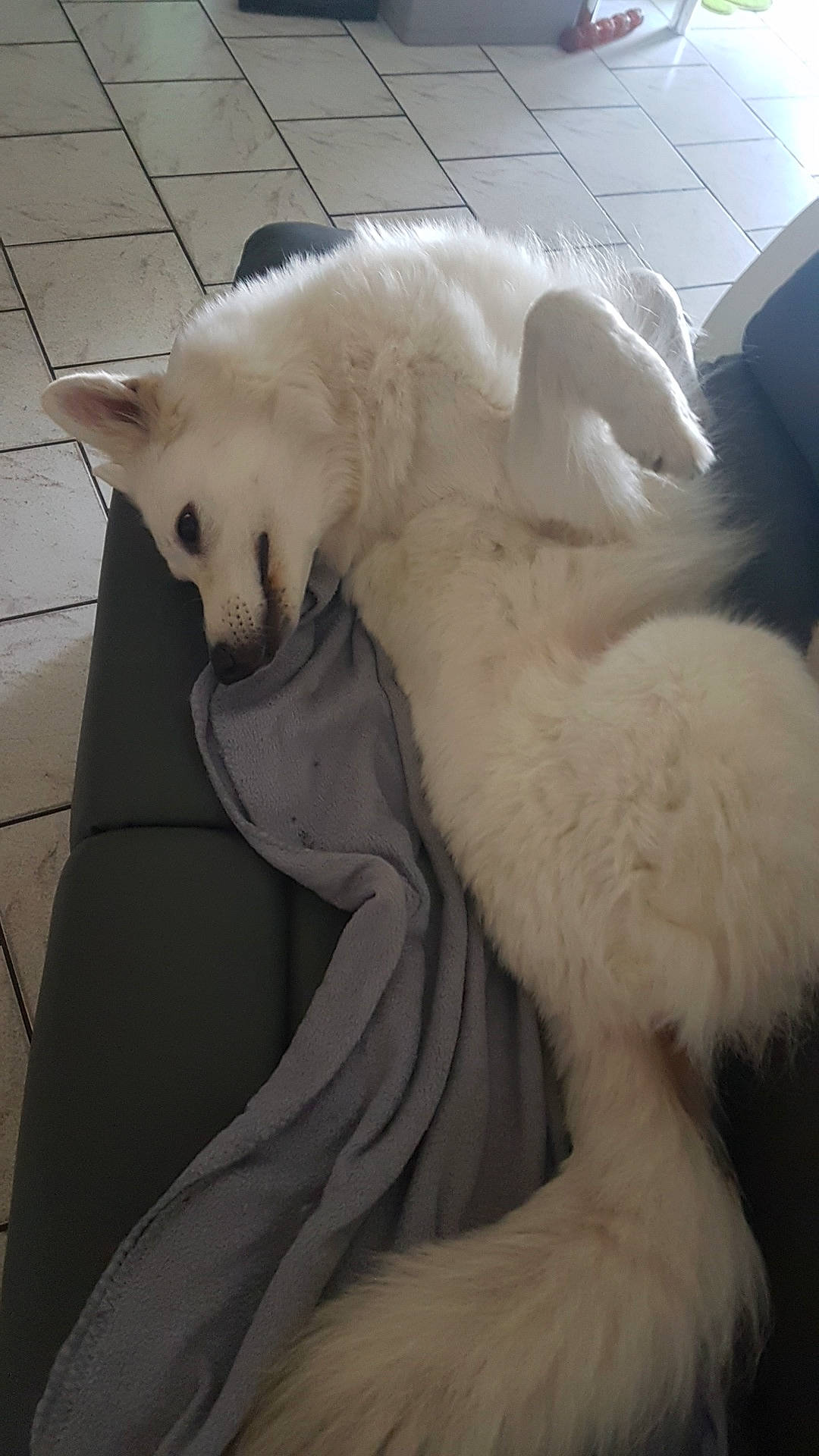 Bandy a rejoint le concours — aidez-le/la à gagner de superbes lots ! bear, canidae, carnivore, claw, comfort, companion_dog, dog_breed, fang, felidae, flooring, fur, mammal, paw, polar_bear, small_to_medium_sized_cats, tail, terrestrial_animal, vertebrate, whiskers, wood