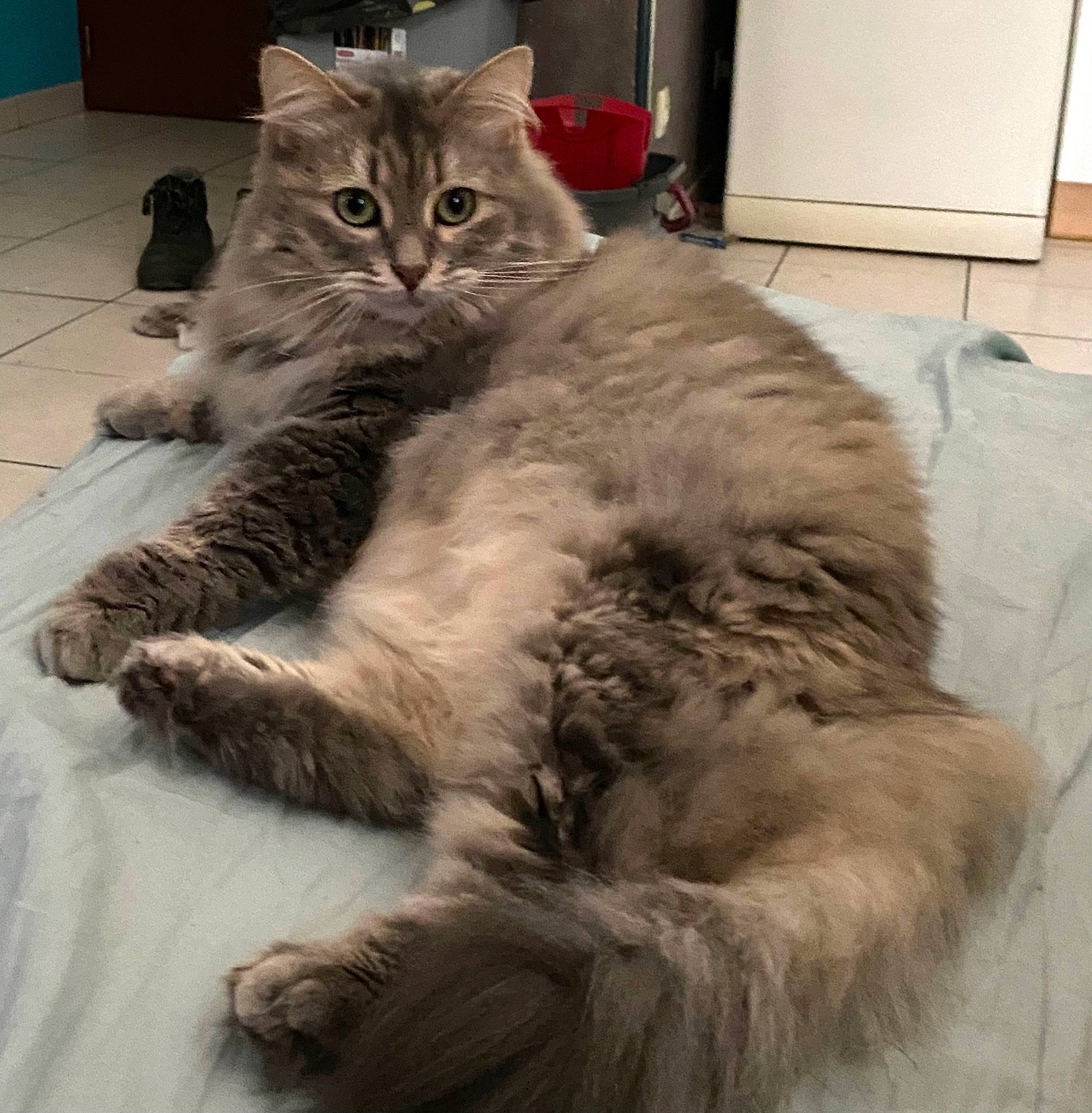 Shamalow a rejoint le concours — aidez-le/la à gagner de superbes lots ! british_longhair, carnivore, cat, claw, comfort, domestic_short_haired_cat, felidae, flooring, fur, grey, lap, maine_coon, nap, paw, small_to_medium_sized_cats, snout, tail, terrestrial_animal, vertebrate, whiskers
