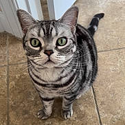 Merlin is registered to the contest to win money with this photo: cat, tabby, green_eyes, whiskers, striped_fur, pet, animal, indoor, floor, curious, looking_up, domestic_cat, feline, cute, small, ears, tail, paws, fur, alert