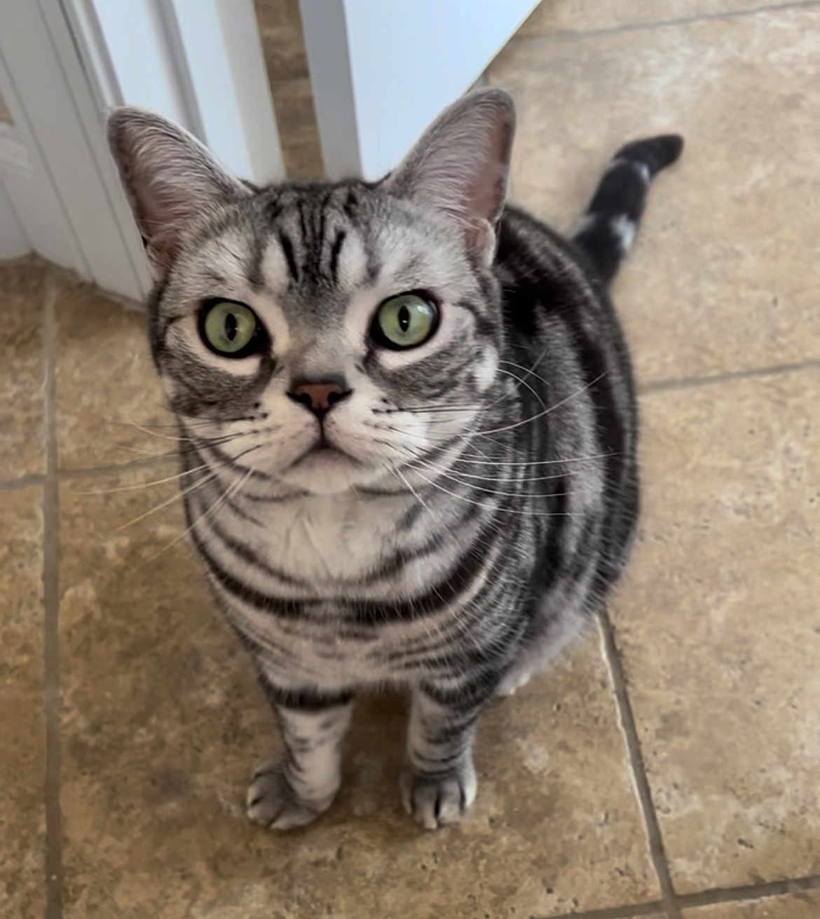 Merlin