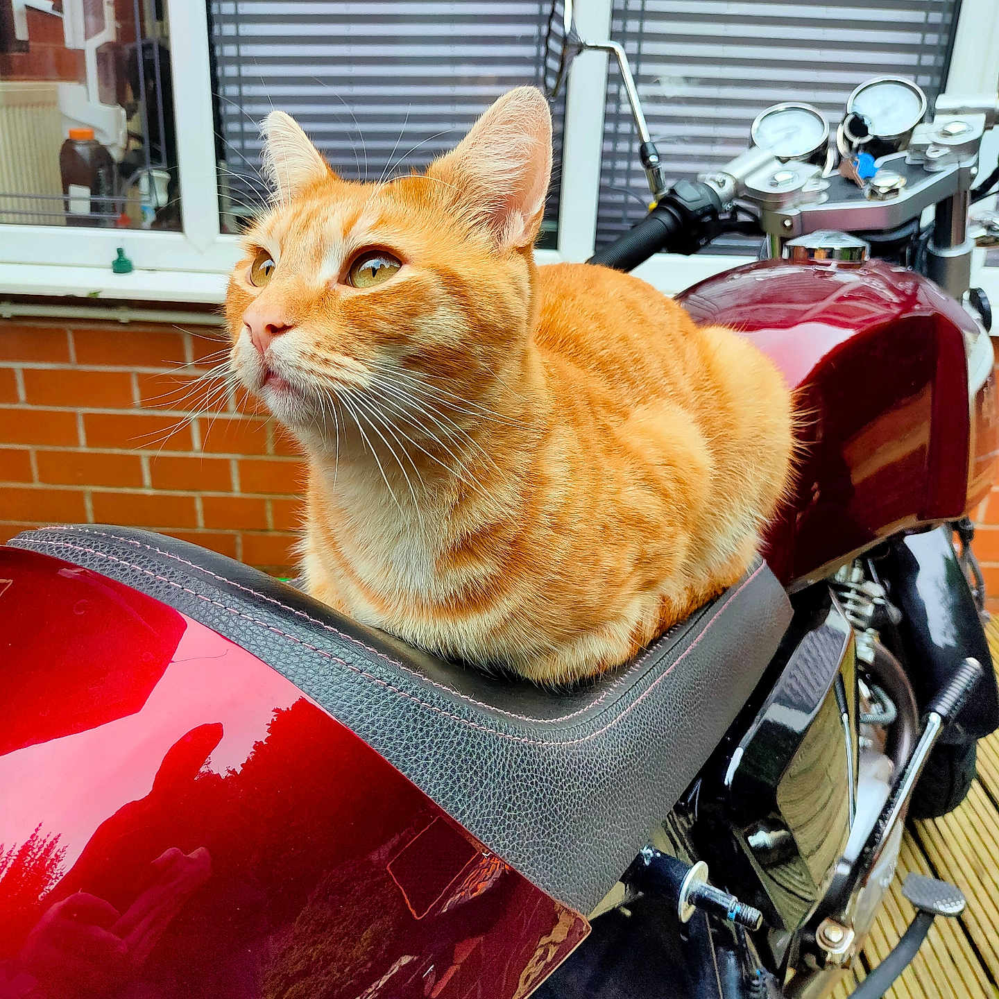 Tobi joined the competition — help win amazing prizes! alloywheel, animal, car, carwheel, cat, e_scooter, machine, manx, motor, motorcycle, motorscooter, person, pet, plate, spoke, tire, transportation, vehicle, wheel, window