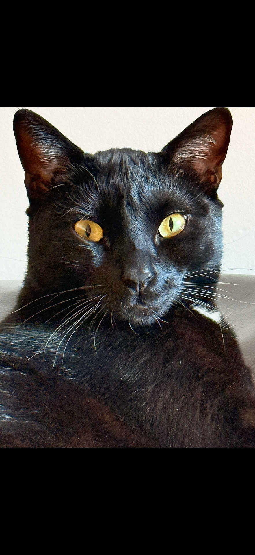 Nox participe au concours pour gagner de l'argent avec cette photo : black_cat, cat, feline, yellow_eyes, whiskers, portrait, close_up, pet, indoor, fur, ears, nose, face, looking_at_camera, relaxed, couch, wall_background, glossy_fur, domestic_cat, sleepy