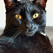 Nox a rejoint le concours — aidez-le/la à gagner de superbes lots ! black_cat, cat, feline, yellow_eyes, whiskers, portrait, close_up, pet, indoor, fur, ears, nose, face, looking_at_camera, relaxed, couch, wall_background, glossy_fur, domestic_cat, sleepy