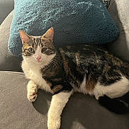 Pati participe au concours pour gagner de l'argent avec cette photo : cat, tabby, pet, feline, couch, pillow, indoor, relaxed, fur, whiskers, one_eye_closed, cozy, domestic_animal, animal, mammal, resting, cute, companion, soft_texture, home