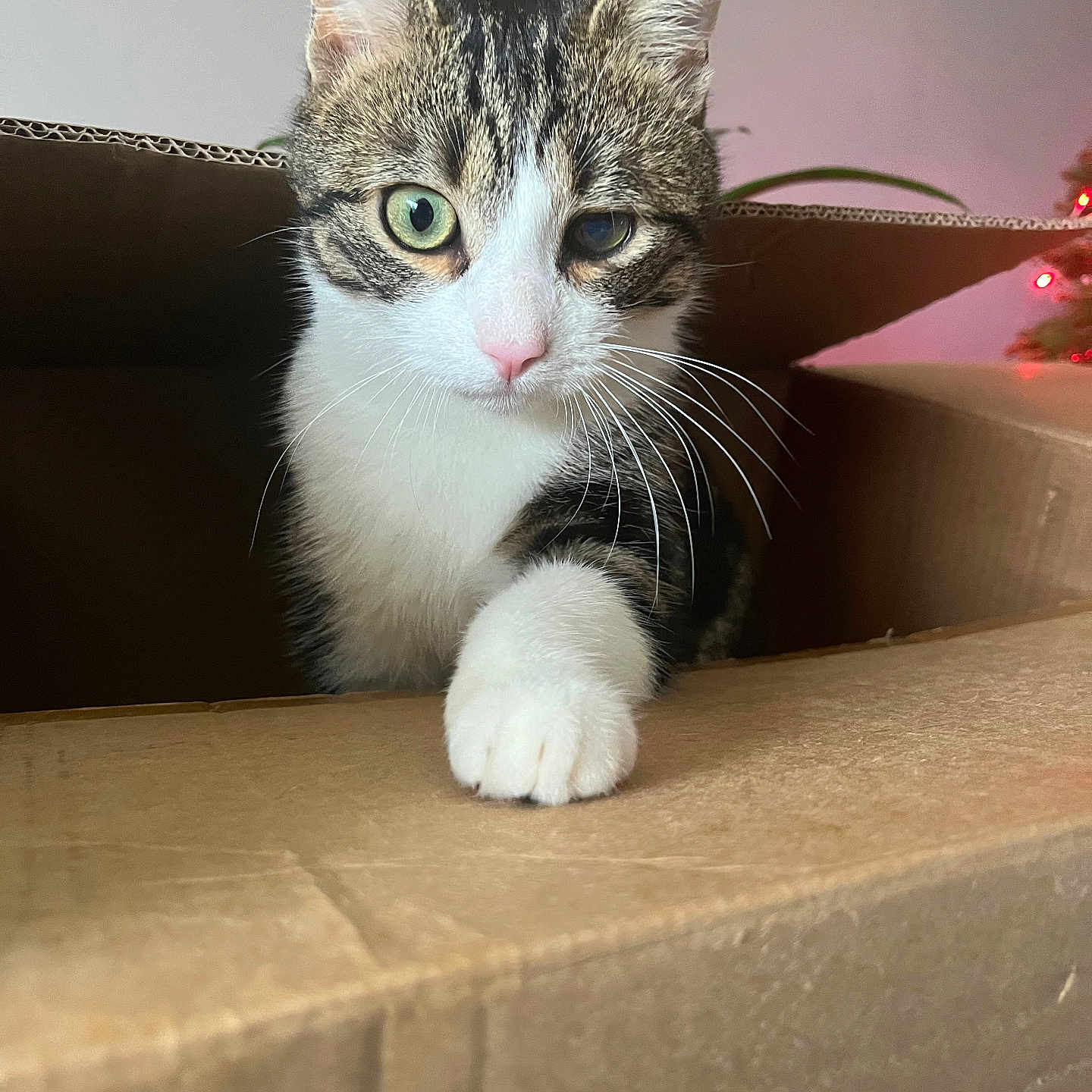 Pati