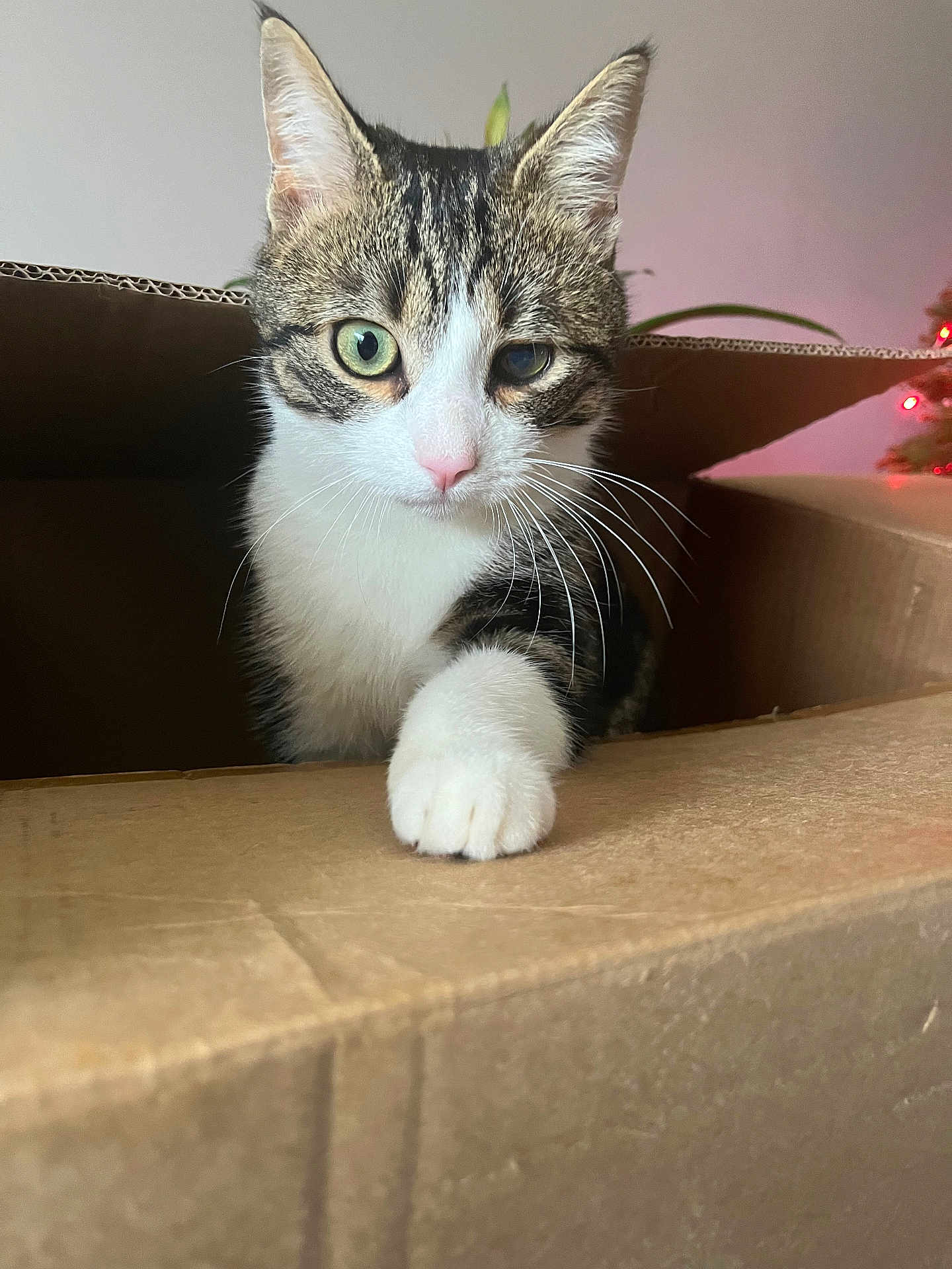 Pati participe au concours pour gagner de l'argent avec cette photo : cat, tabby, cardboard_box, indoor, pet, whiskers, pink_nose, curious, paw, feline, closeup, animal, cute, domestic_cat, one_eye, box, home, holiday_lights, soft_light, portrait