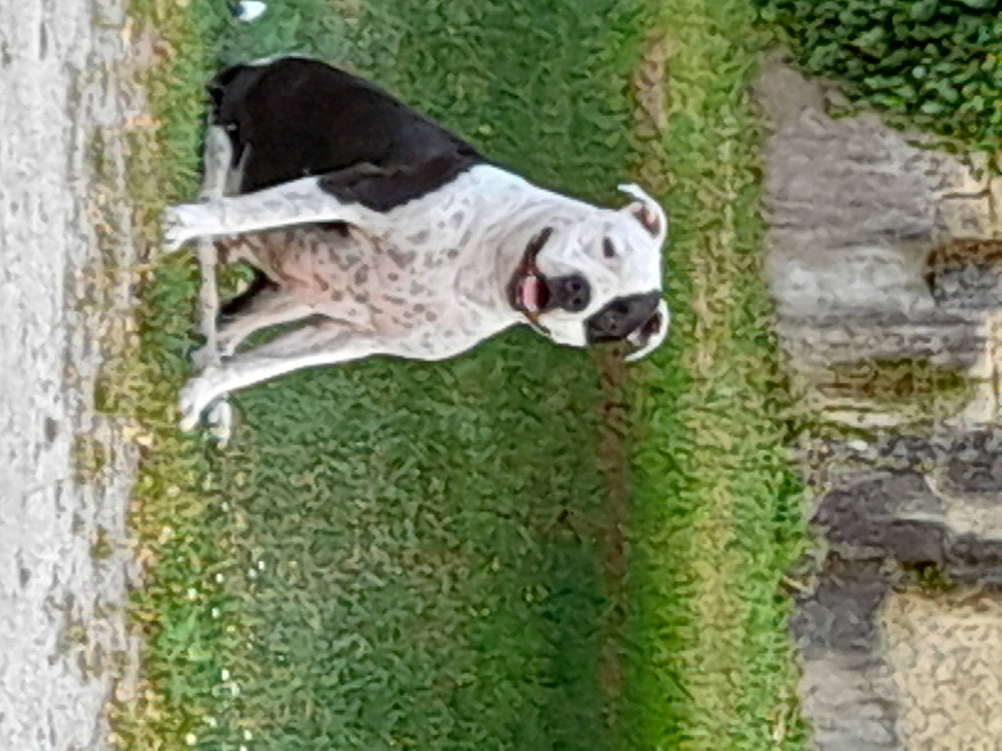 Narcos a rejoint le concours — aidez-le/la à gagner de superbes lots ! braque_francais, canidae, carnivore, collar, companion_dog, dog, dog_breed, dog_collar, dog_supply, fawn, grass, green, plant, snout, sporting_group, tail, terrestrial_plant, tree, wood, working_animal