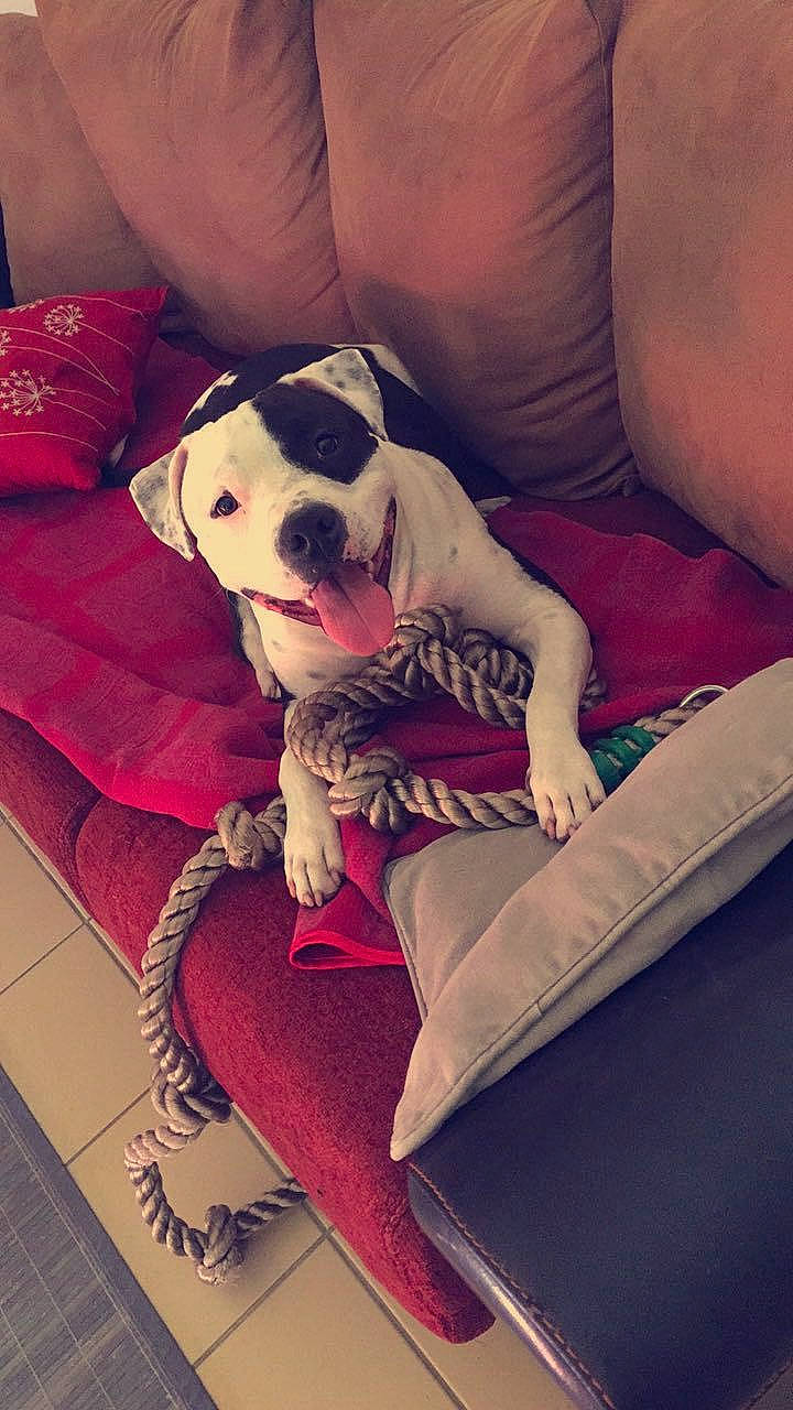 Narcos participe au concours pour gagner de l'argent avec cette photo : canidae, carmine, carnivore, cloud, comfort, companion_dog, couch, dog, dog_breed, dog_supply, fawn, flooring, furniture, happy, human_leg, sitting, sporting_group, thigh, toy_dog, working_animal