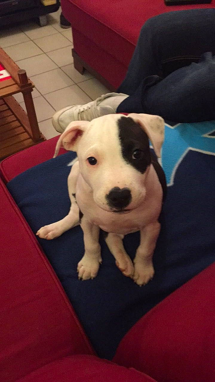 Narcos a rejoint le concours — aidez-le/la à gagner de superbes lots ! canidae, carnivore, chair, collar, companion_dog, dog, dog_breed, dog_collar, drawer, fawn, flooring, fur, guard_dog, head, pet_supply, snout, sporting_group, tail, whiskers, working_animal