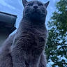 Léo participe au concours pour gagner de l'argent avec cette photo : cat, gray_cat, outdoor, sky, cloudy_sky, tree, building, animal, pet, fur, whiskers, nature, sitting, looking_up, portrait, daylight, mammal, cute, feline, alone