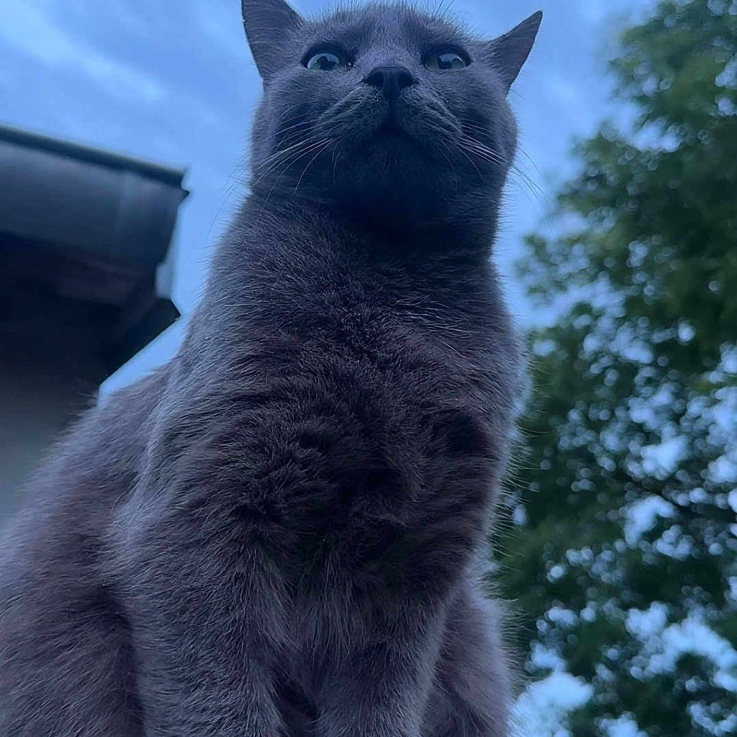 Léo participe au concours pour gagner de l'argent avec cette photo : cat, gray_cat, outdoor, sky, cloudy_sky, tree, building, animal, pet, fur, whiskers, nature, sitting, looking_up, portrait, daylight, mammal, cute, feline, alone