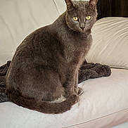 Léo participe au concours pour gagner de l'argent avec cette photo : cat, gray_cat, yellow_eyes, leather_couch, indoor, pet, feline, sitting, fur, whiskers, tail, blanket, cozy, animal, domestic_cat, portrait, looking, home, relaxed, comfortable