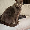 cat, gray_cat, yellow_eyes, leather_couch, indoor, pet, feline, sitting, fur, whiskers, tail, blanket, cozy, animal, domestic_cat, portrait, looking, home, relaxed, comfortable