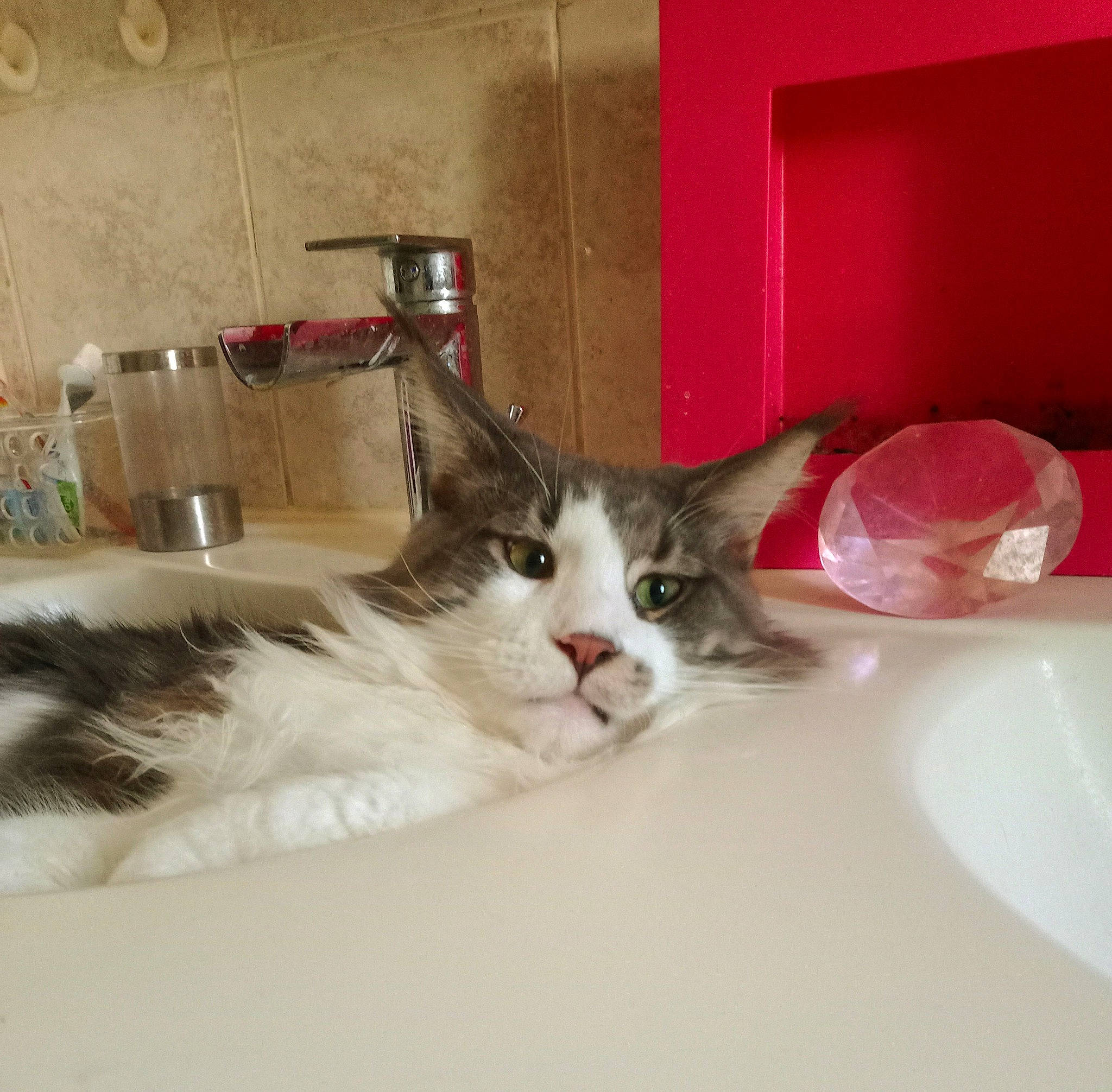 Tempo participe au concours pour gagner de l'argent avec cette photo : carnivore, cat, cat_supply, claw, comfort, dishware, domestic_short_haired_cat, felidae, flooring, fur, linens, paw, room, serveware, small_to_medium_sized_cats, snout, tail, whiskers, window