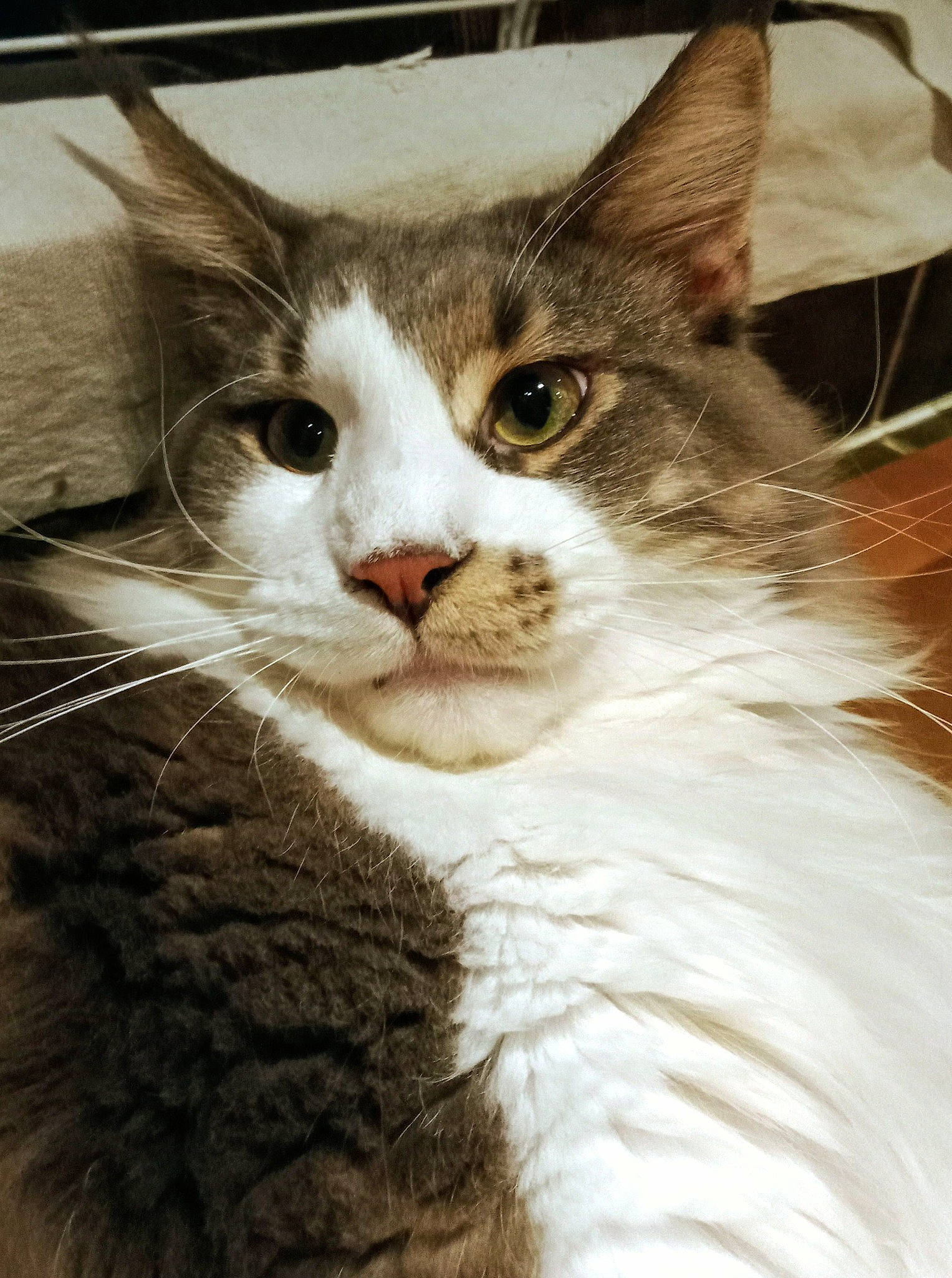 Tempo participe au concours pour gagner de l'argent avec cette photo : carnivore, cat, claw, domestic_short_haired_cat, felidae, fur, iris, small_to_medium_sized_cats, snout, terrestrial_animal, tree, whiskers, window