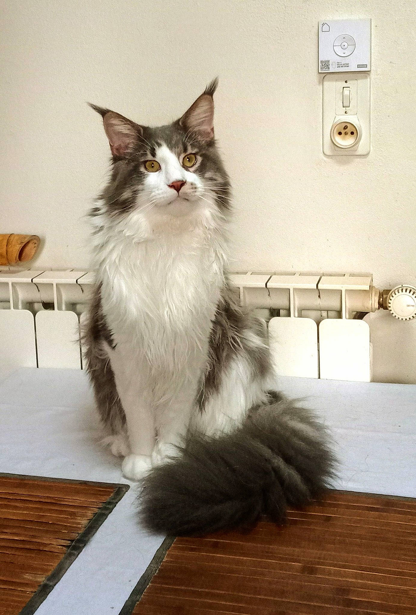 Tempo a rejoint le concours — aidez-le/la à gagner de superbes lots ! british_longhair, carnivore, cat, chair, clock, felidae, floor, flooring, fur, hardwood, laminate_flooring, paw, sitting, small_to_medium_sized_cats, snout, tail, terrestrial_animal, whiskers, wood, wood_flooring