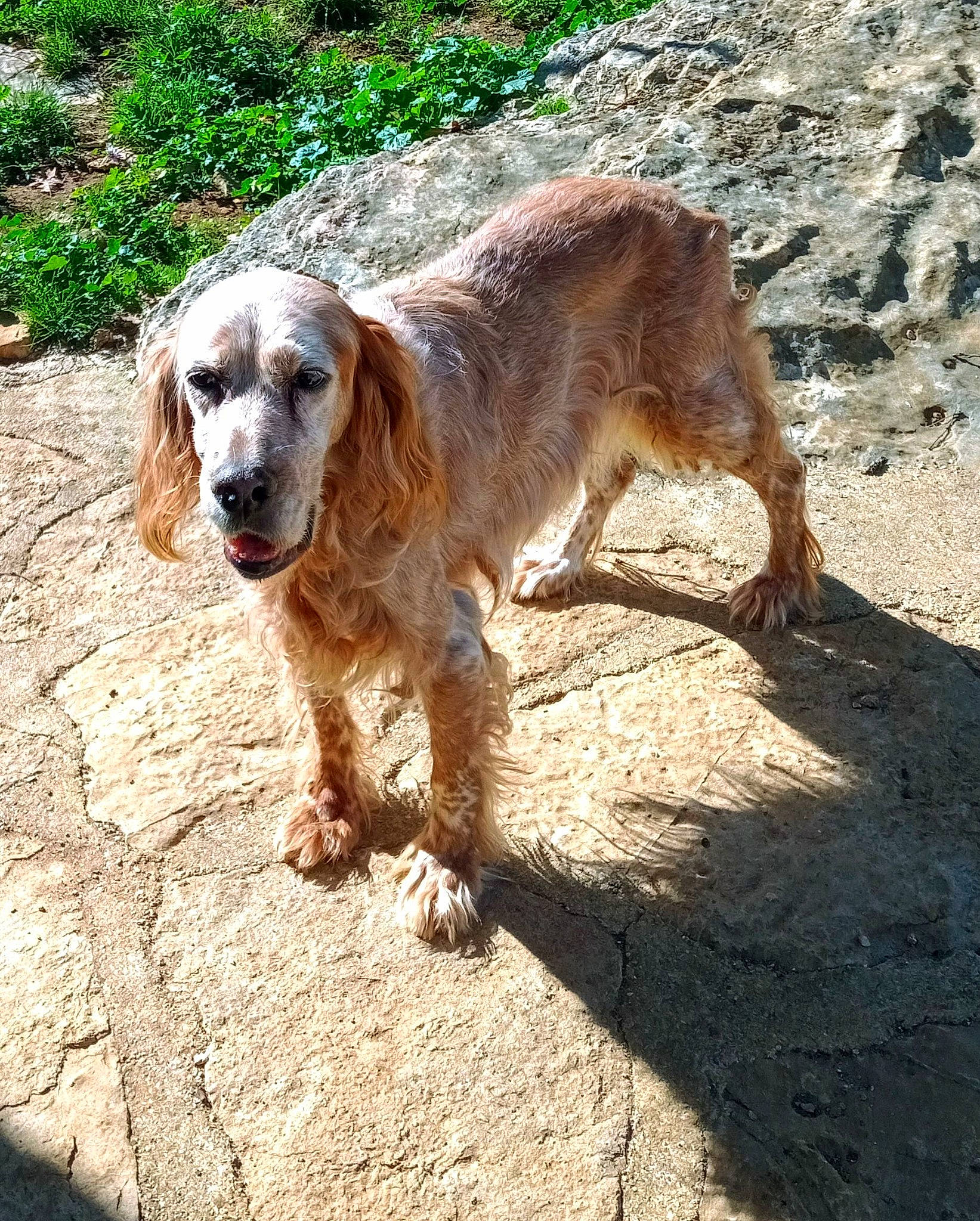 Fanny participe au concours pour gagner de l'argent avec cette photo : canidae, carnivore, companion_dog, dog, dog_breed, fawn, hunting_dog, shadow, snout, soil, sporting_group, tail, terrestrial_animal, wildlife, working_animal