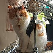 Lina participe au concours pour gagner de l'argent avec cette photo : cat, calico, feline, pet, table, decor, candle_holder, curtain, window, indoor, natural_light, fur, animal, domestic, sitting, tablecloth, plant, greenery, reflection, home