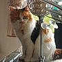 animal, calico, candle_holder, cat, curtain, decor, domestic, feline, fur, greenery, home, indoor, natural_light, pet, plant, reflection, sitting, table, tablecloth, window