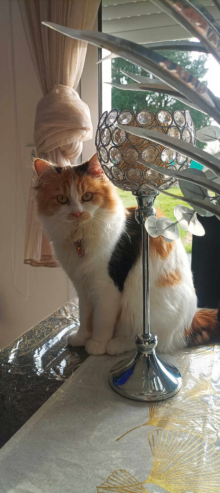 Lina participe au concours pour gagner de l'argent avec cette photo : cat, calico, feline, pet, table, decor, candle_holder, curtain, window, indoor, natural_light, fur, animal, domestic, sitting, tablecloth, plant, greenery, reflection, home