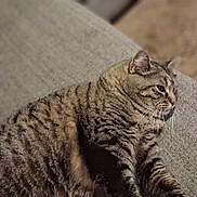 Zeppelin joined the competition — help win amazing prizes! animal, blurred_background, cat, couch, cozy, domestic_animal, feline, fur, gray_couch, home, indoor, lounging, mammal, pet, relaxed, resting, side_view, striped_fur, tabby_cat, whiskers
