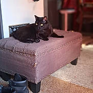 Papa Spaz is registered to the contest to win money with this photo: black_cat, cat, ottoman, boots, carpet, indoor, furniture, blurred_background, curtains, cozy, pet, animal, resting, studs, floor, home, domestic, yellow_eyes, quiet, relaxed