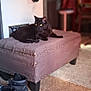 black_cat, cat, ottoman, boots, carpet, indoor, furniture, blurred_background, curtains, cozy, pet, animal, resting, studs, floor, home, domestic, yellow_eyes, quiet, relaxed