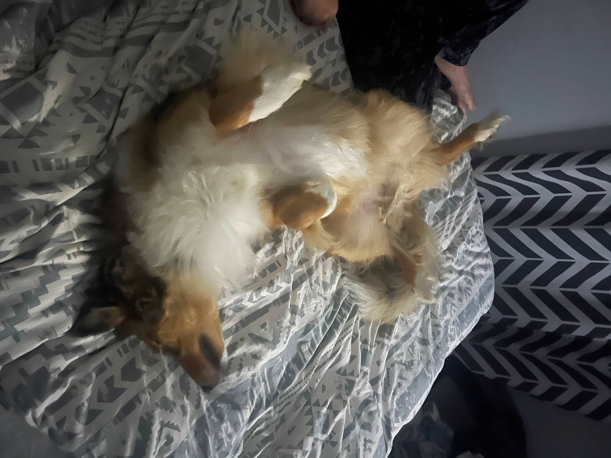 Lilly joined the competition — help win amazing prizes! carnivore, cavalier_king_charles_spaniel, comfort, companion_dog, dog, dog_breed, fawn, felidae, fur, nap, paw, pomeranian, silken_windhound, small_to_medium_sized_cats, spaniel, sporting_group, tail, terrier, toy_dog, whiskers