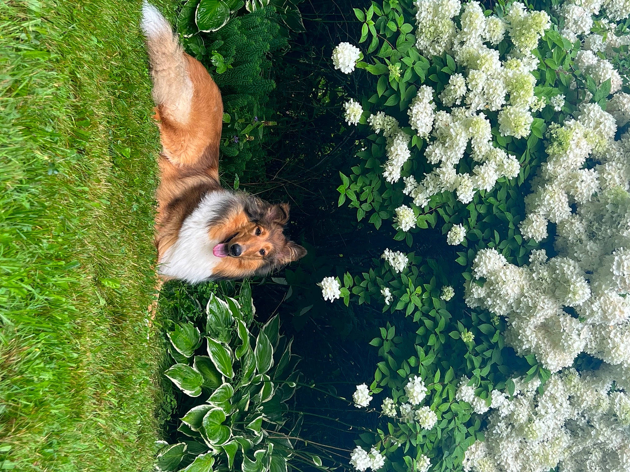 Lilly joined the competition — help win amazing prizes! annual_plant, canidae, carnivore, companion_dog, dog, dog_breed, fawn, flower, flowering_plant, garden, grass, groundcover, herbaceous_plant, insect, petal, plant, pollinator, shrub, sporting_group, tail