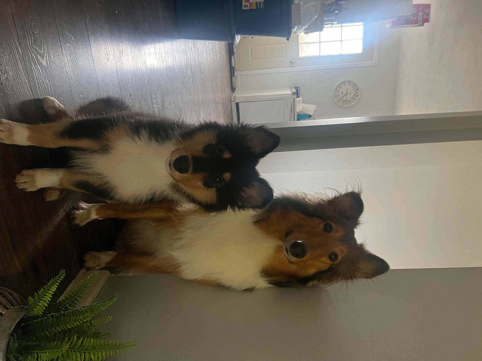 Lilly joined the competition — help win amazing prizes! canidae, carnivore, cat, cat_supply, claw, companion_dog, dog_breed, fawn, felidae, flooring, fur, paw, photo_caption, room, small_to_medium_sized_cats, tail, terrestrial_animal, whiskers, window