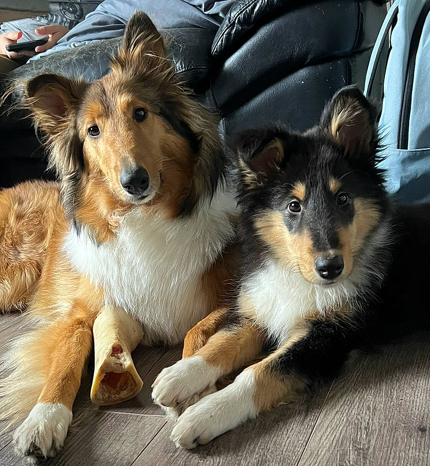 Lilly joined the competition — help win amazing prizes! ancient_dog_breeds, canidae, carnivore, collie, companion_dog, dog, dog_breed, fawn, fur, herding_dog, miniature_australian_shepherd, paw, scotch_collie, shetland_sheepdog, snout, sporting_group, street_dog, terrestrial_animal, whiskers, working_dog