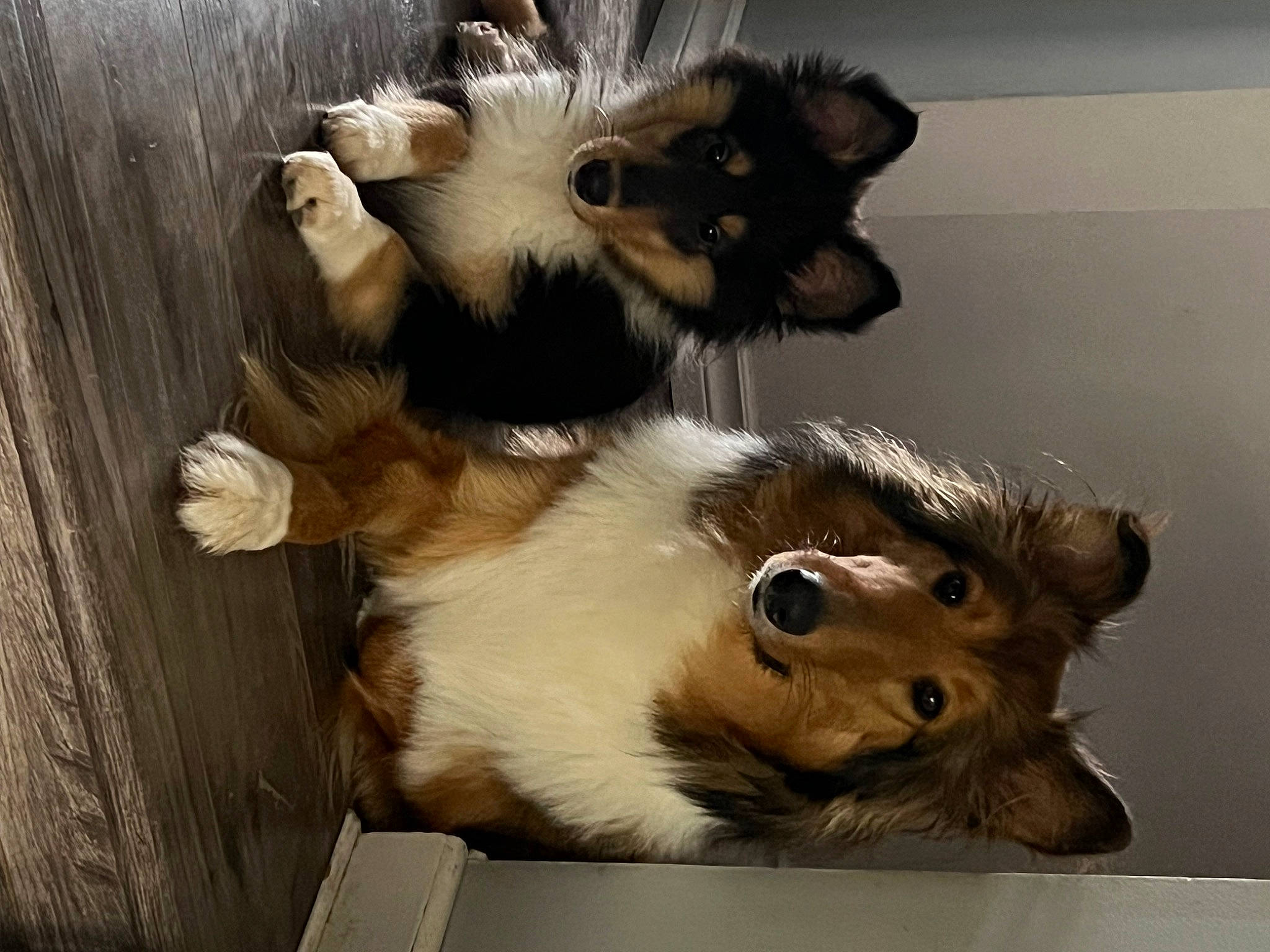 Max joined the competition — help win amazing prizes! canidae, carnivore, companion_dog, dog_breed, fur, natural_material, terrestrial_animal, whiskers, wood