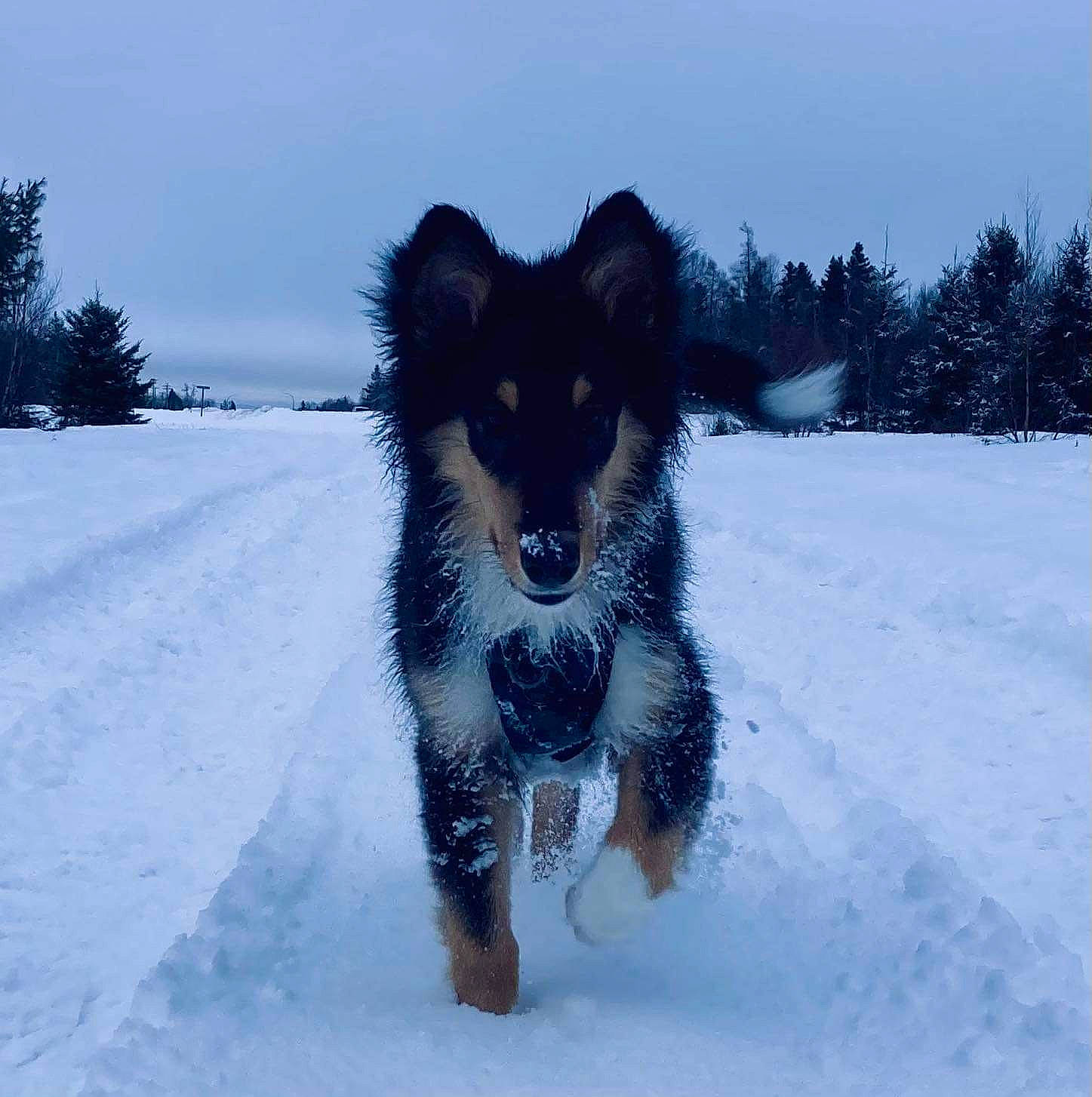 Max