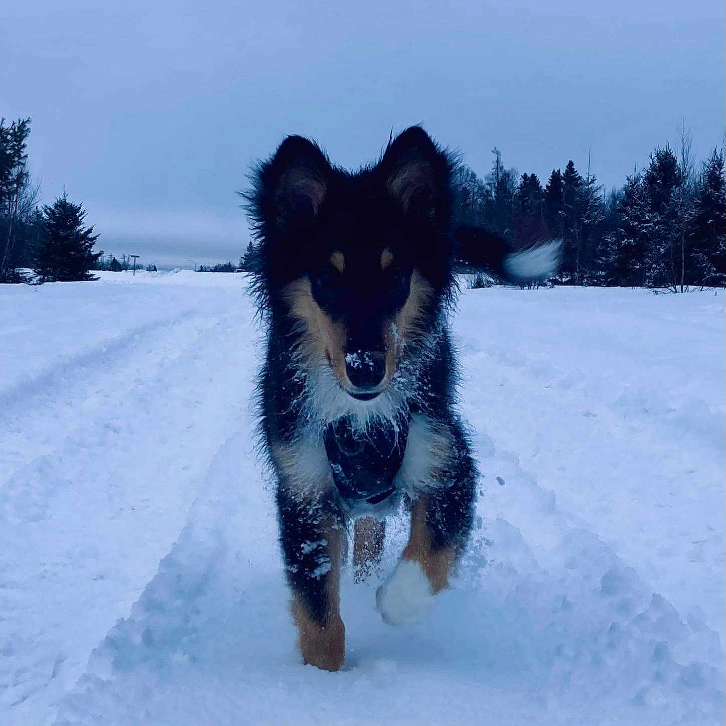 Max