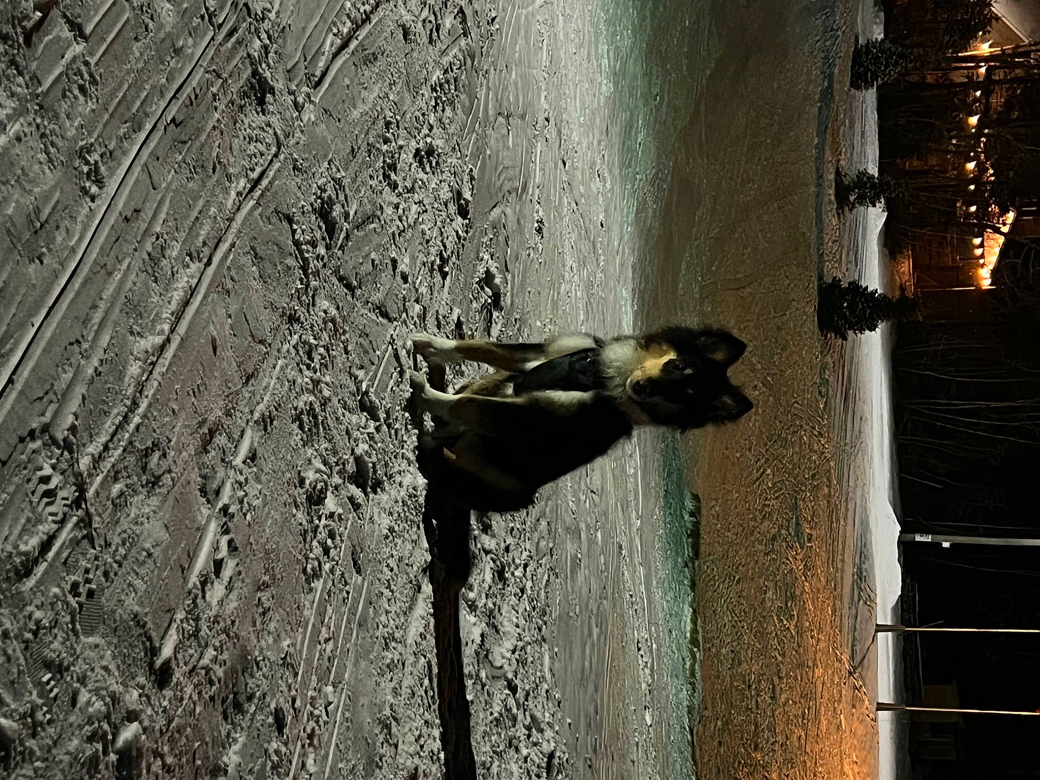 Max is registered to the contest to win money with this photo: art, facade, fawn, metal, reflection, road_surface, shadow, soil, sporting_group, still_life_photography, street_light, tail, terrestrial_animal, tints_and_shades, tree, trunk, water, wildlife, window, wood