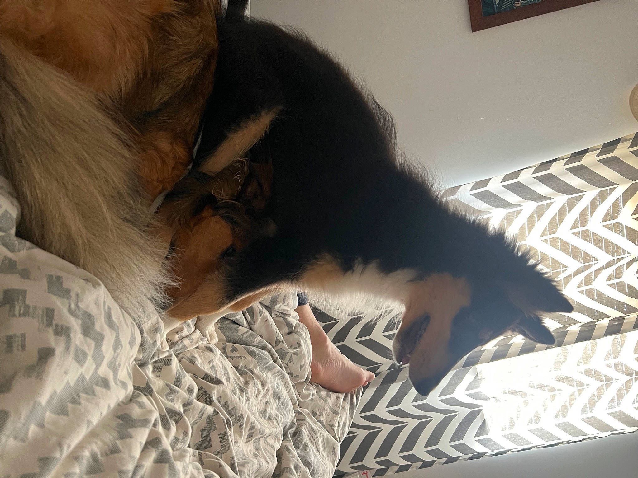 Max is registered to the contest to win money with this photo: beard, carnivore, comfort, companion_dog, elbow, eyelash, eyewear, facial_hair, flooring, fun, fur, gesture, long_hair, mouth, neck, pattern, room, selfie, skin, whiskers