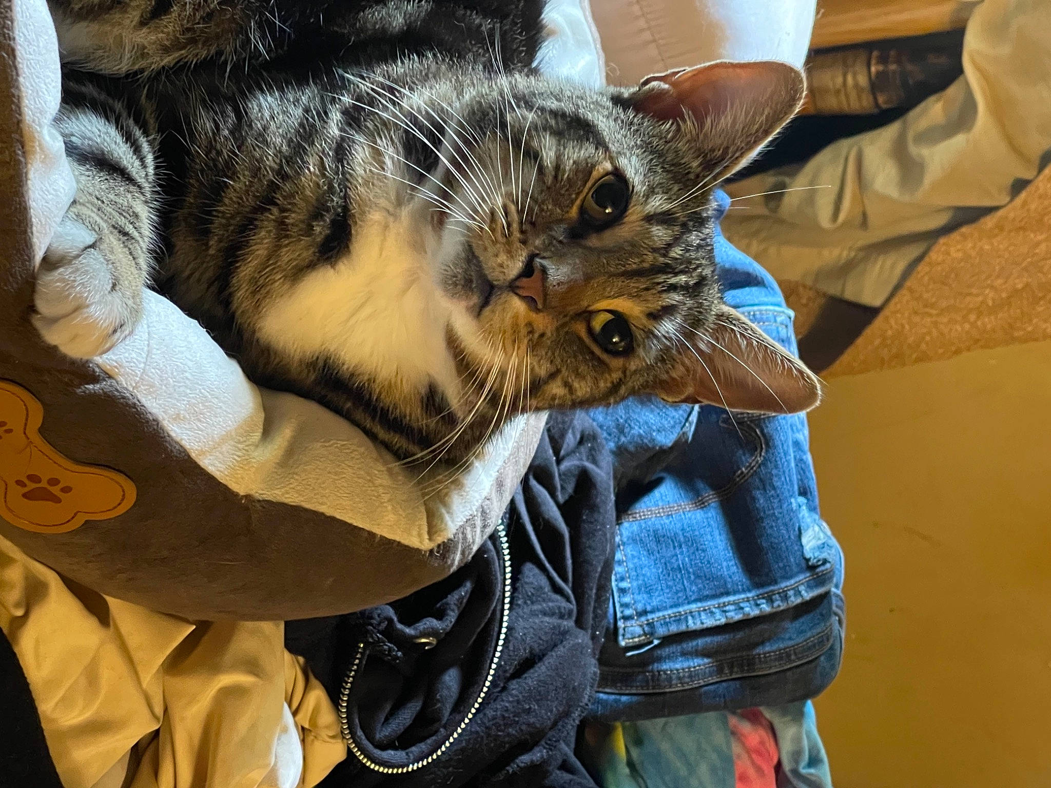 Mowglie is registered to the contest to win money with this photo: carnivore, cat, claw, comfort, denim, domestic_short_haired_cat, ear, electric_blue, eye, eyewear, felidae, fur, gesture, nap, paw, small_to_medium_sized_cats, snout, sunglasses, whiskers, wildlife