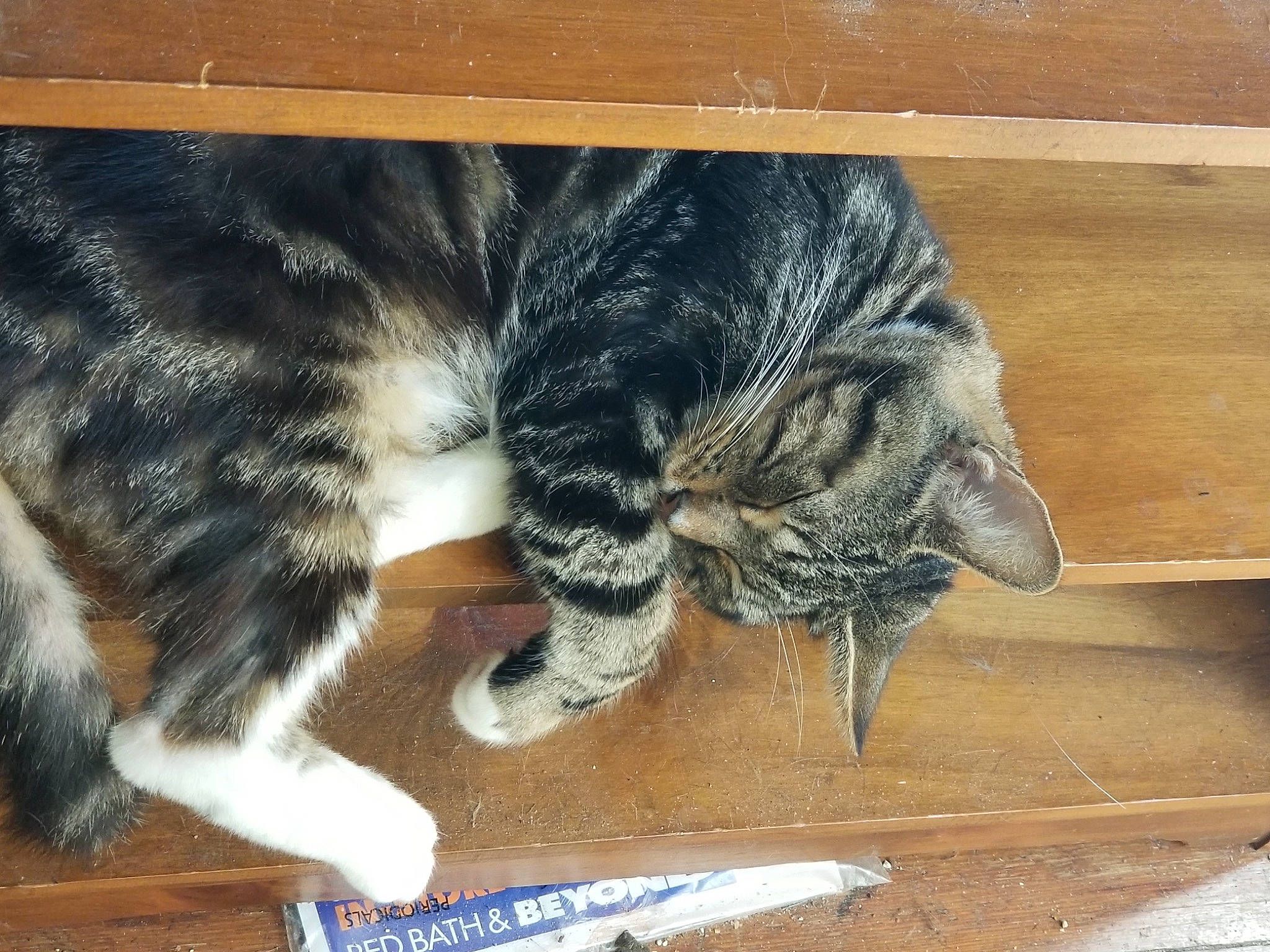 Mowglie joined the competition — help win amazing prizes! carnivore, cat, claw, comfort, domestic_short_haired_cat, felidae, flooring, fur, hardwood, nap, pattern, paw, pen, rectangle, small_to_medium_sized_cats, snout, tail, whiskers, wood, wood_stain