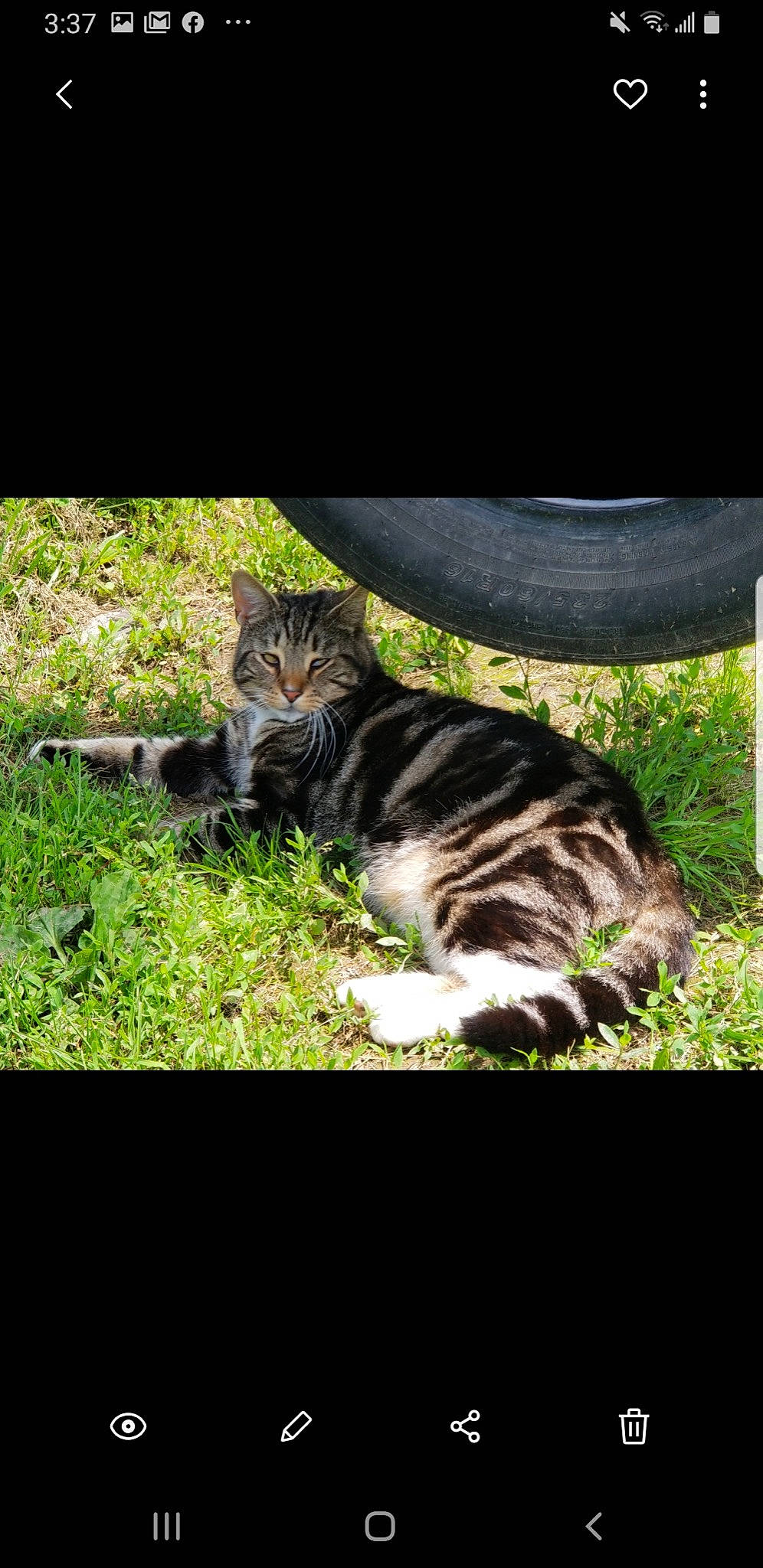 Mowglie is registered to the contest to win money with this photo: carnivore, cat, darkness, domestic_short_haired_cat, felidae, fur, grass, groundcover, mammal, organism, photo_caption, plant, sitting, small_to_medium_sized_cats, snout, tail, terrestrial_animal, tints_and_shades, whiskers, wildlife