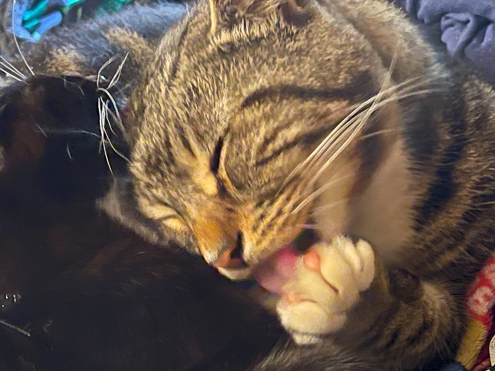 Mowglie joined the competition — help win amazing prizes! carnivore, cat, claw, close_up, comfort, domestic_short_haired_cat, ear, event, eye, felidae, grass, head, human_body, organism, paw, small_to_medium_sized_cats, snout, tree, whiskers, wildlife