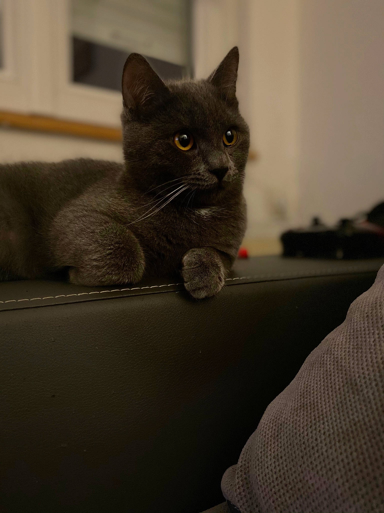 Nala a rejoint le concours — aidez-le/la à gagner de superbes lots ! black_cat, carnivore, cat, cat_supply, claw, comfort, domestic_short_haired_cat, felidae, fur, grey, russian_blue, sitting, small_to_medium_sized_cats, snout, tail, whiskers, window