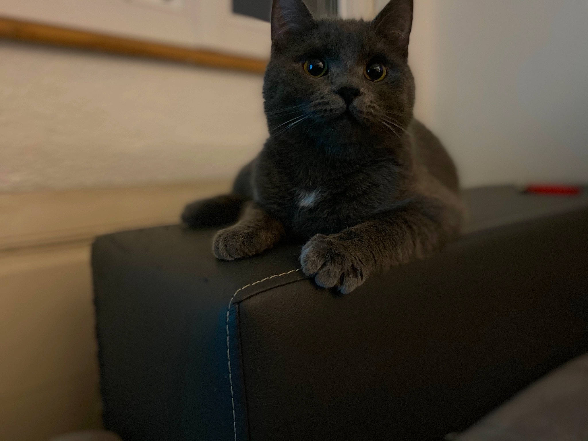 Nala a rejoint le concours — aidez-le/la à gagner de superbes lots ! carnivore, cat, comfort, couch, domestic_short_haired_cat, electric_blue, felidae, fur, grey, paw, russian_blue, sitting, small_to_medium_sized_cats, tail, terrestrial_animal, whiskers, window