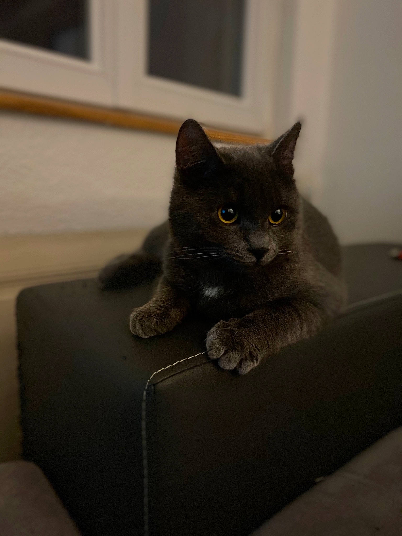 Nala participe au concours pour gagner de l'argent avec cette photo : black_cat, carnivore, cat, comfort, couch, domestic_short_haired_cat, felidae, floor, flooring, fur, grey, room, russian_blue, sitting, small_to_medium_sized_cats, snout, tail, whiskers, window, wood