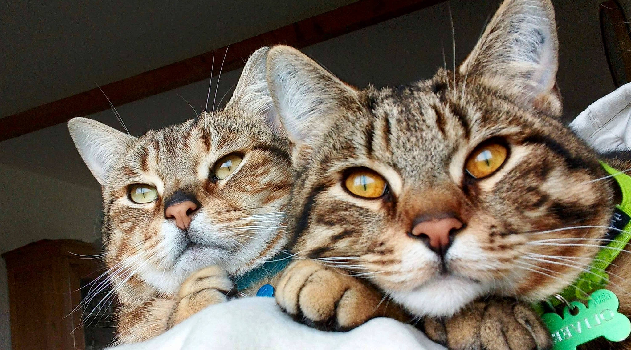 Oliver a rejoint le concours — aidez-le/la à gagner de superbes lots ! carnivore, cat, claw, comfort, domestic_short_haired_cat, ear, event, felidae, fur, paw, small_to_medium_sized_cats, snout, terrestrial_animal, whiskers