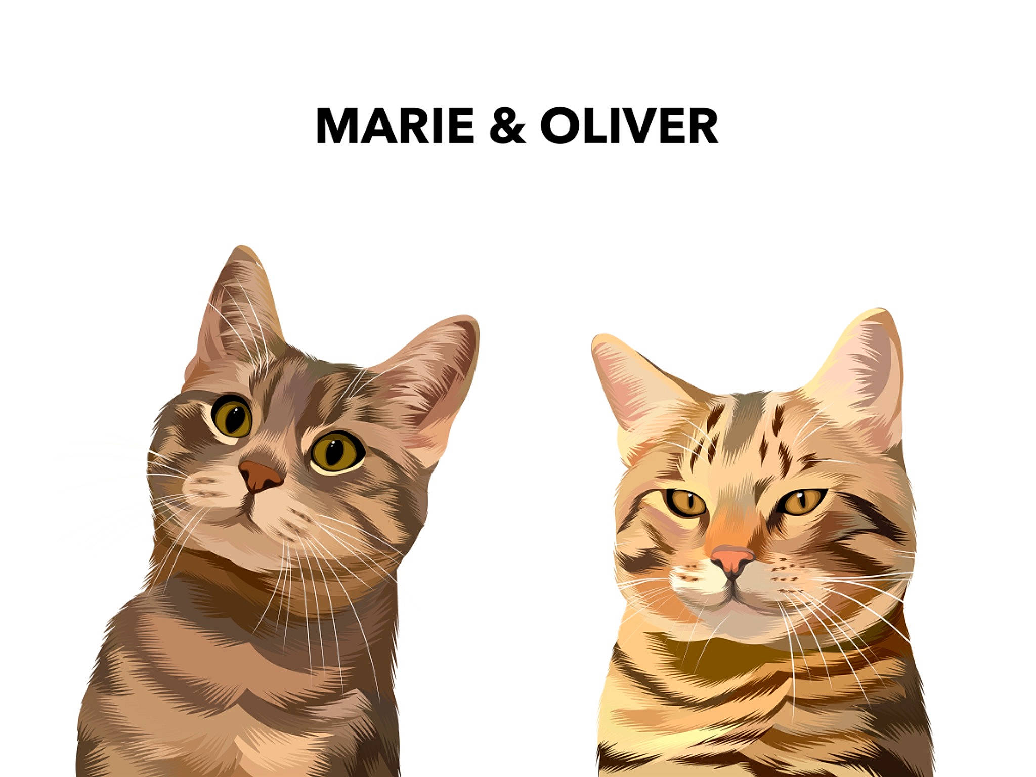 Oliver a rejoint le concours — aidez-le/la à gagner de superbes lots ! carnivore, cat, domestic_short_haired_cat, felidae, fur, illustration, mammal, paw, photo_caption, rectangle, small_to_medium_sized_cats, snout, tail, terrestrial_animal, vertebrate, whiskers, wildlife, window