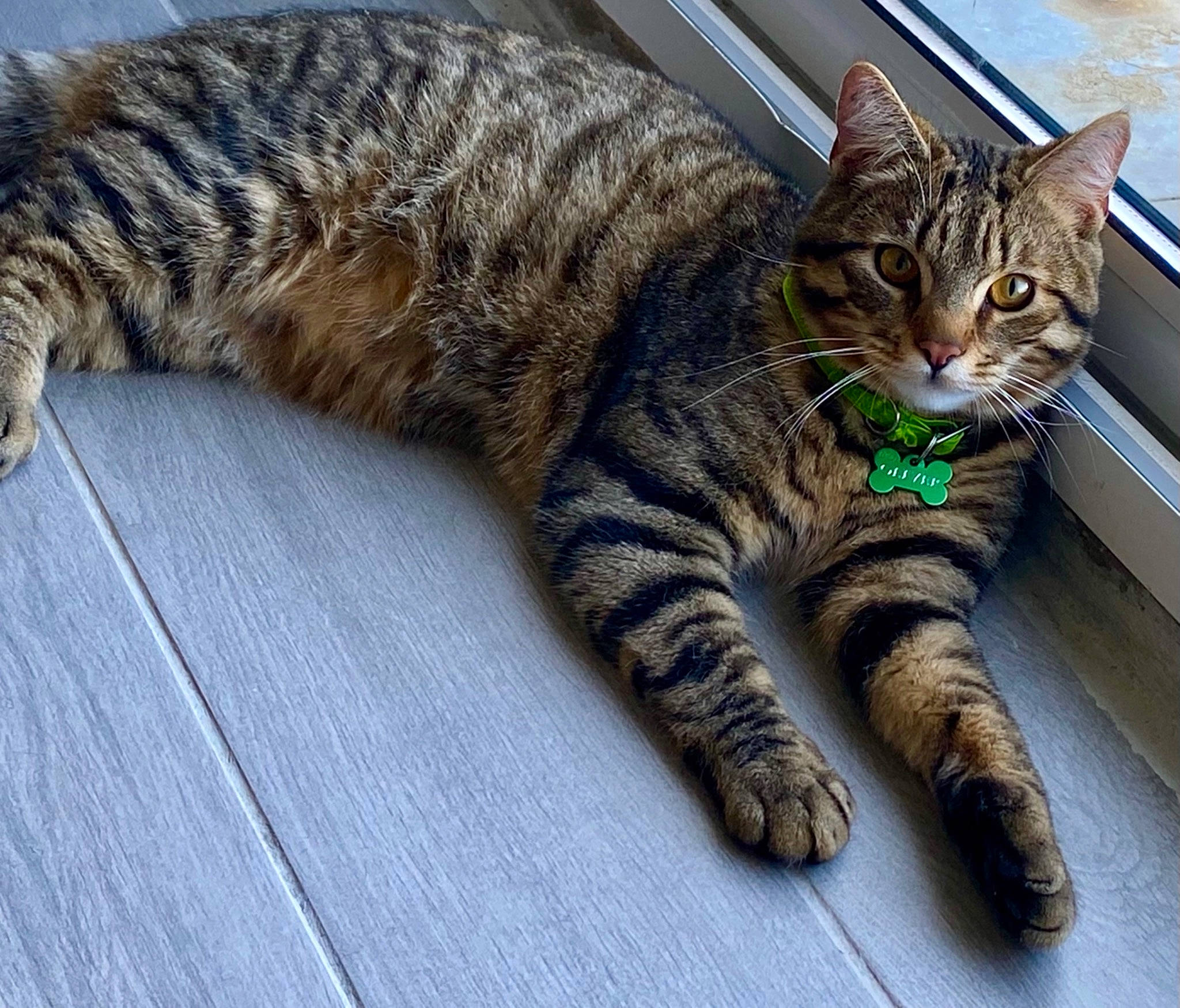 Oliver participe au concours pour gagner de l'argent avec cette photo : carnivore, cat, claw, comfort, domestic_short_haired_cat, eye, felidae, foot, fur, grass, paw, sitting, small_to_medium_sized_cats, snout, tail, terrestrial_animal, whiskers, wildlife
