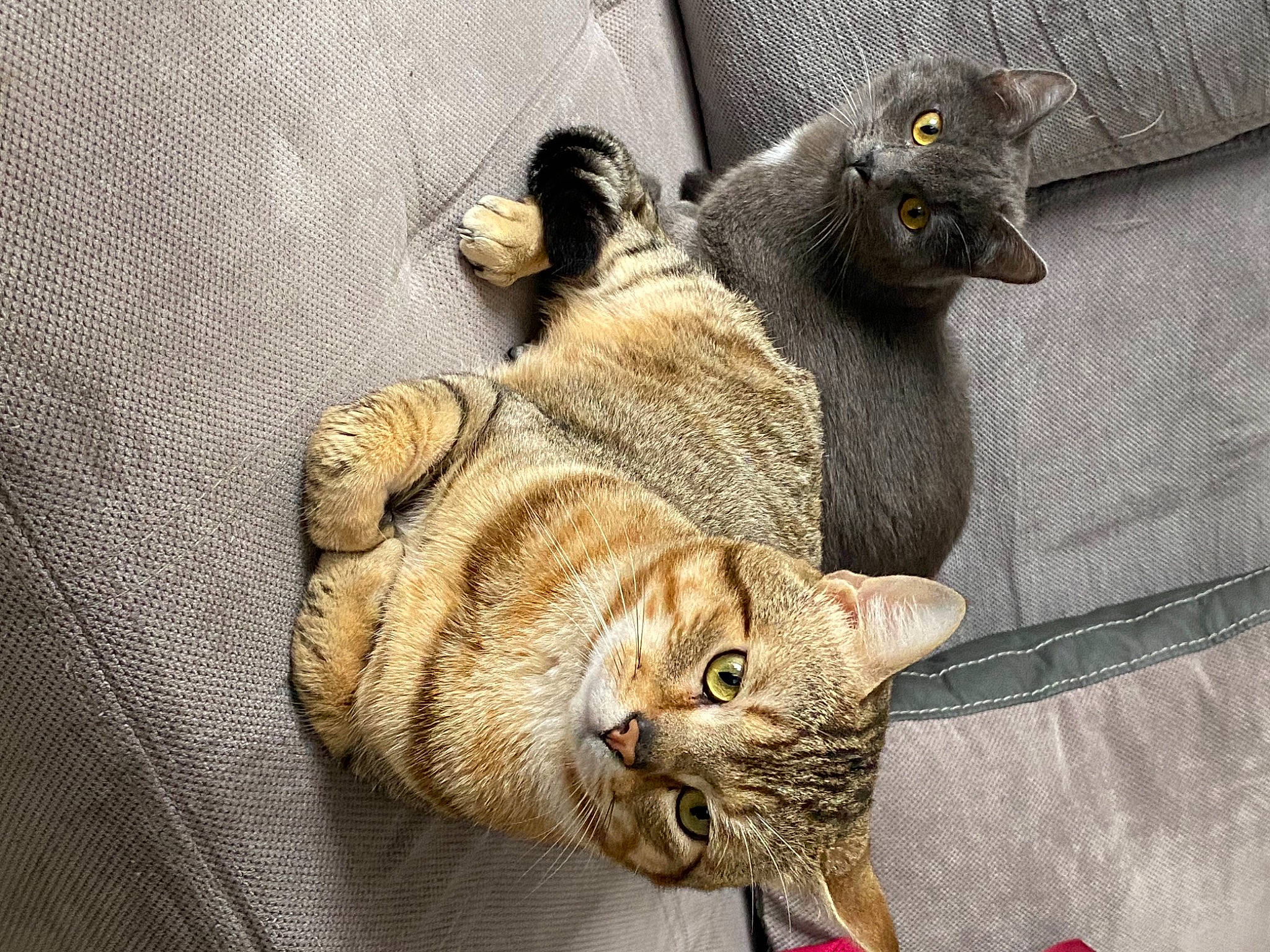 Simba participe au concours pour gagner de l'argent avec cette photo : canidae, carnivore, cat, claw, comfort, dog_breed, domestic_short_haired_cat, fawn, felidae, fur, grey, paw, sitting, small_to_medium_sized_cats, snout, tail, terrestrial_animal, whiskers, wildlife, wood